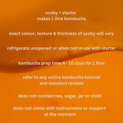 MOTHER SCOBY