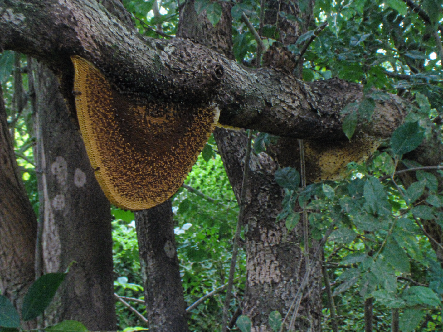 Rich-Forest-Ecosystem