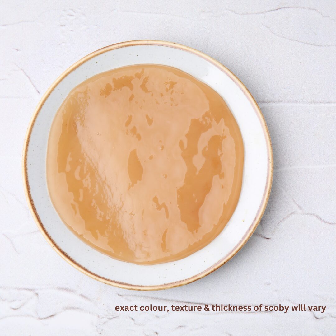 1-1-Mother-Scoby