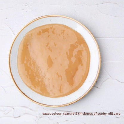 1-1-Mother-Scoby